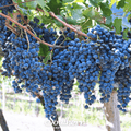 Wine Grapes – 35 Seeds Southern Seeds