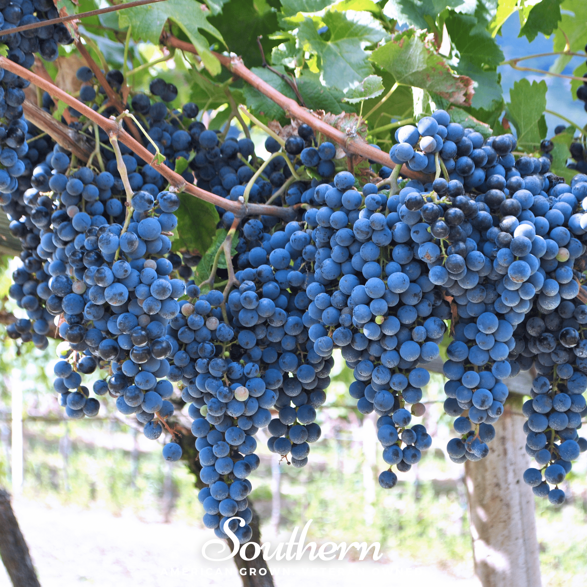 Wine Grapes – 35 Seeds Southern Seeds