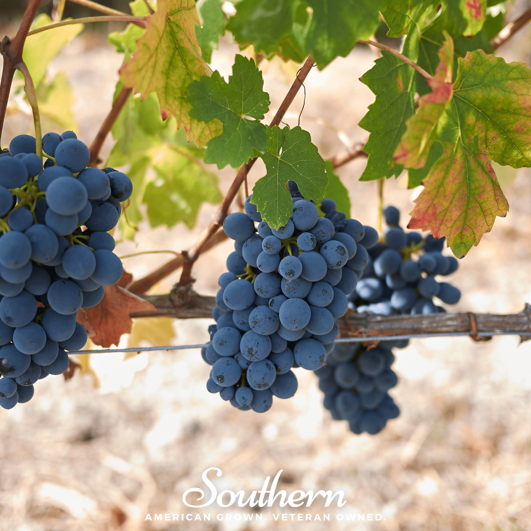 Wine Grapes – 35 Seeds Southern Seeds
