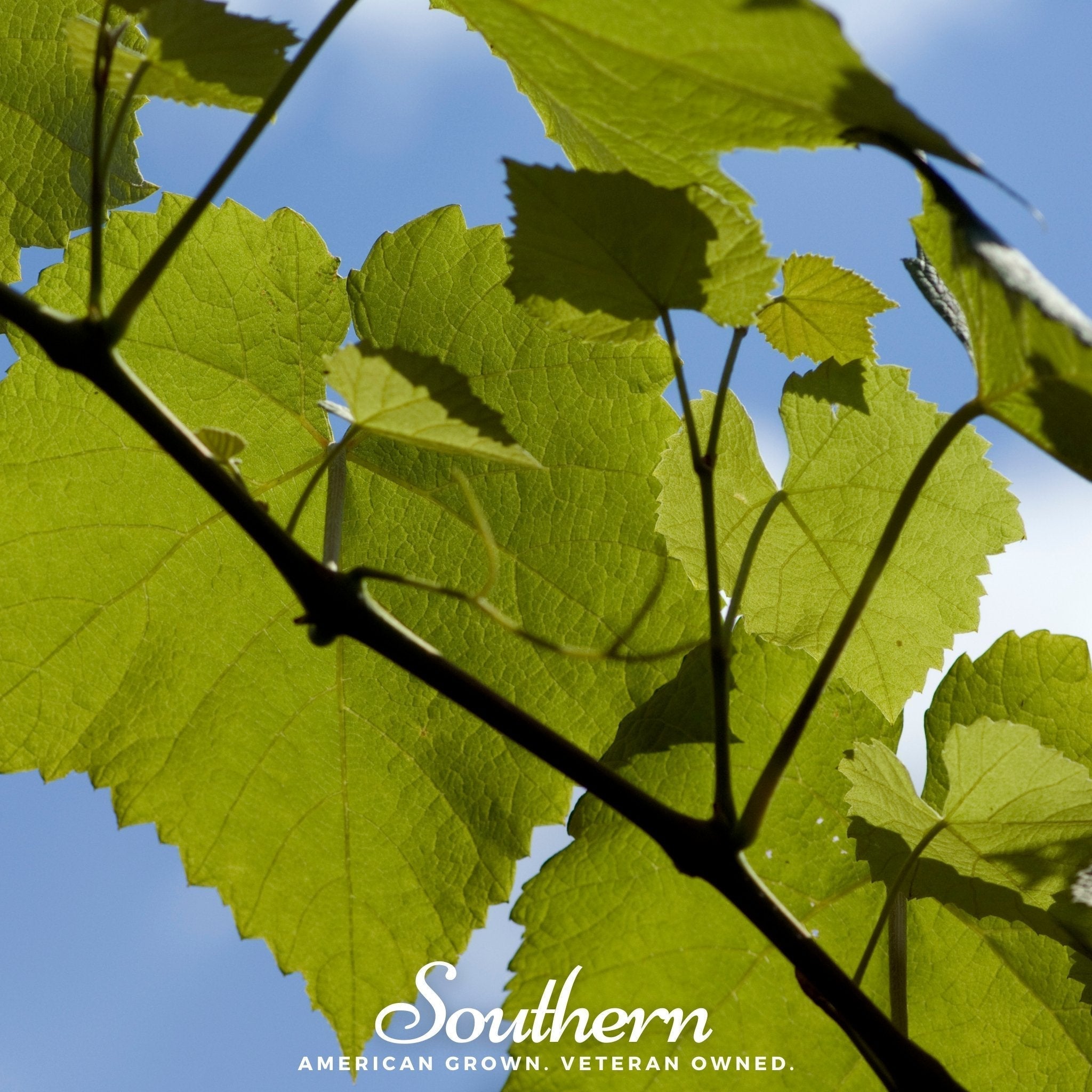 Wine Grapes – 35 Seeds Southern Seeds