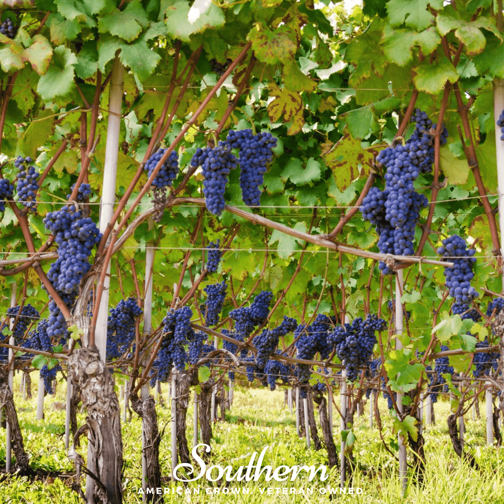 Wine Grapes – 35 Seeds Southern Seeds
