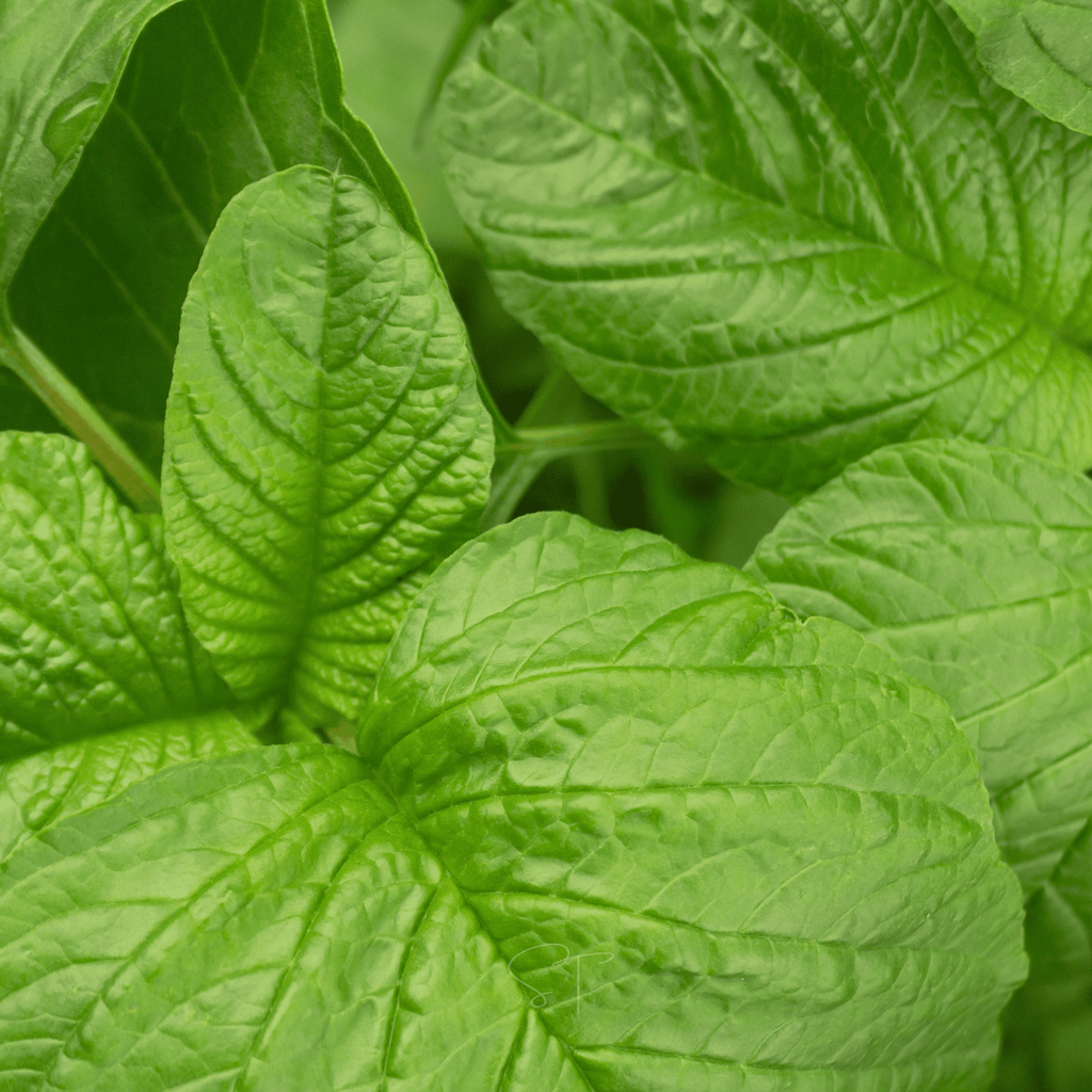 Green Callaloo Amaranth – 100 Seeds Southern Seeds