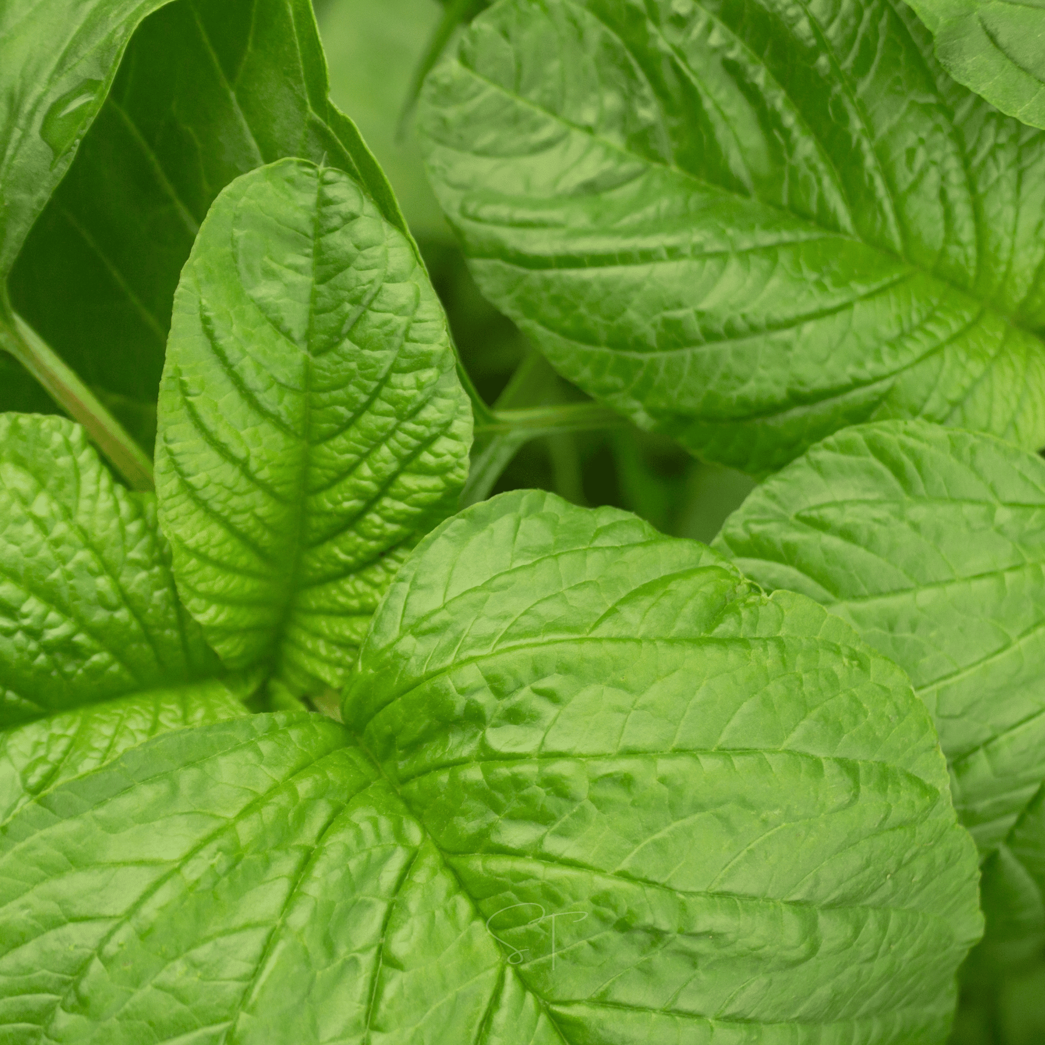 Green Callaloo Amaranth – 100 Seeds Southern Seeds
