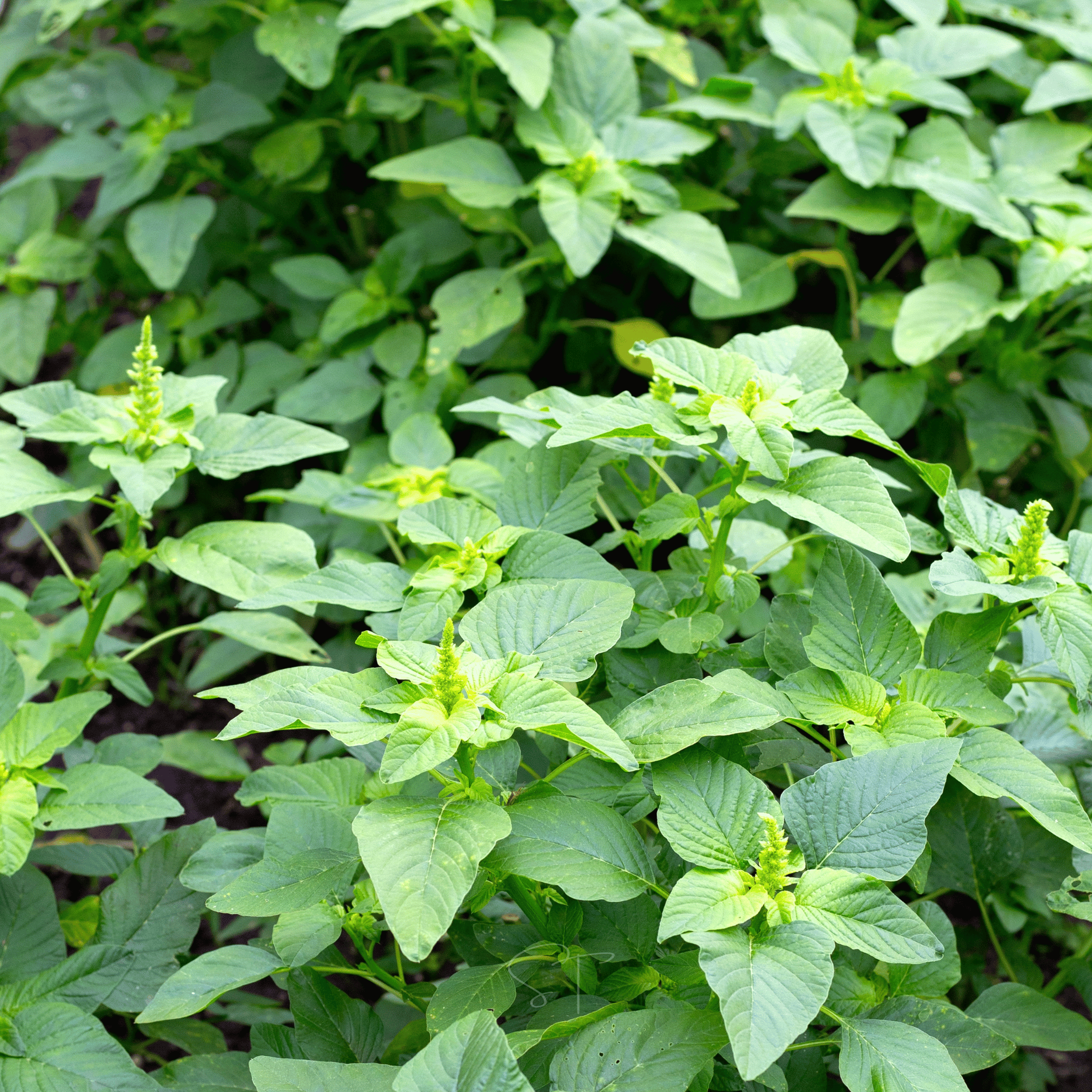 Green Callaloo Amaranth – 100 Seeds Southern Seeds