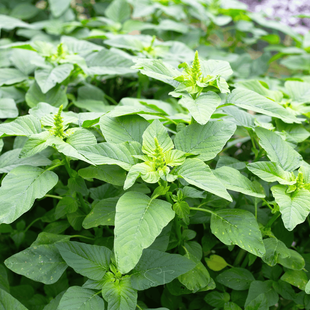 Green Callaloo Amaranth – 100 Seeds Southern Seeds