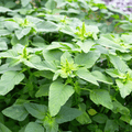 Green Callaloo Amaranth – 100 Seeds Southern Seeds