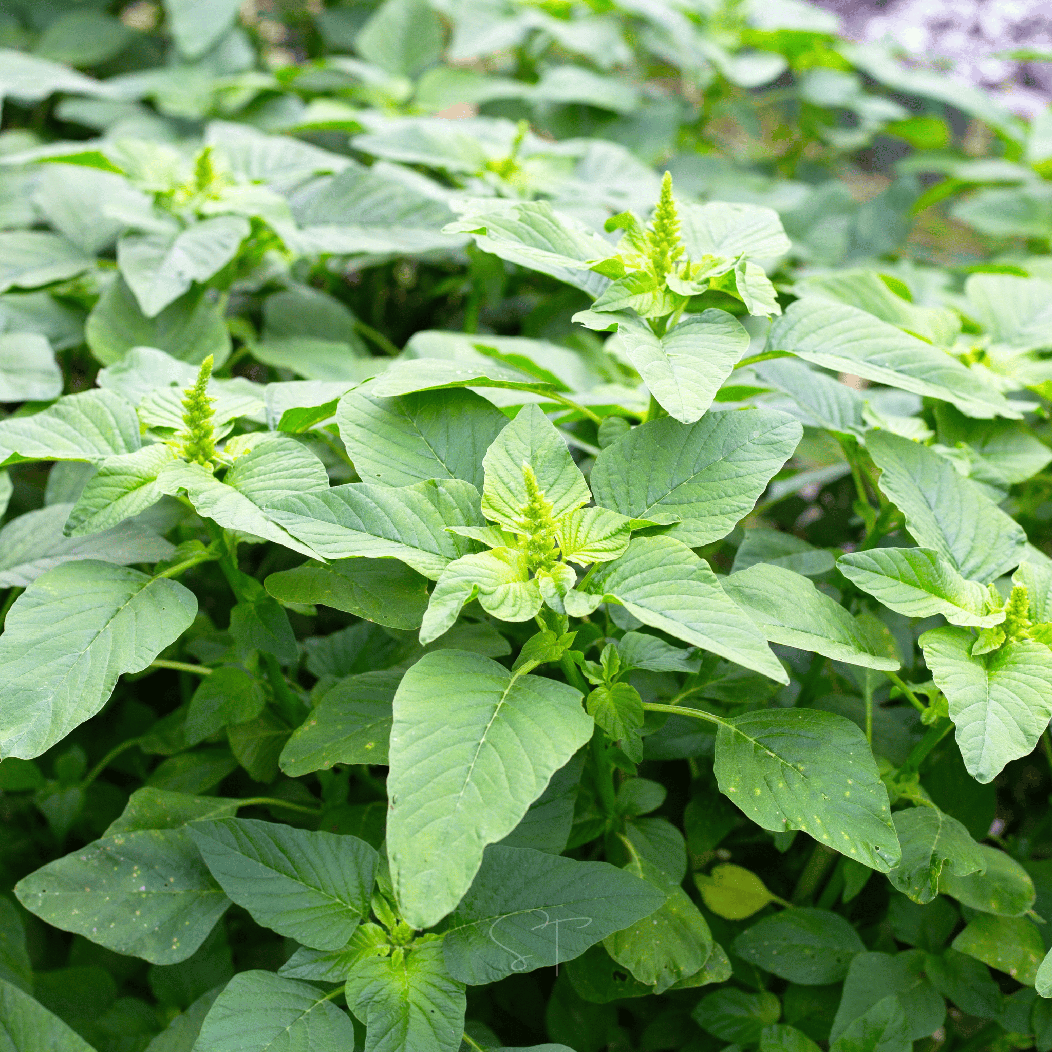 Green Callaloo Amaranth – 100 Seeds Southern Seeds