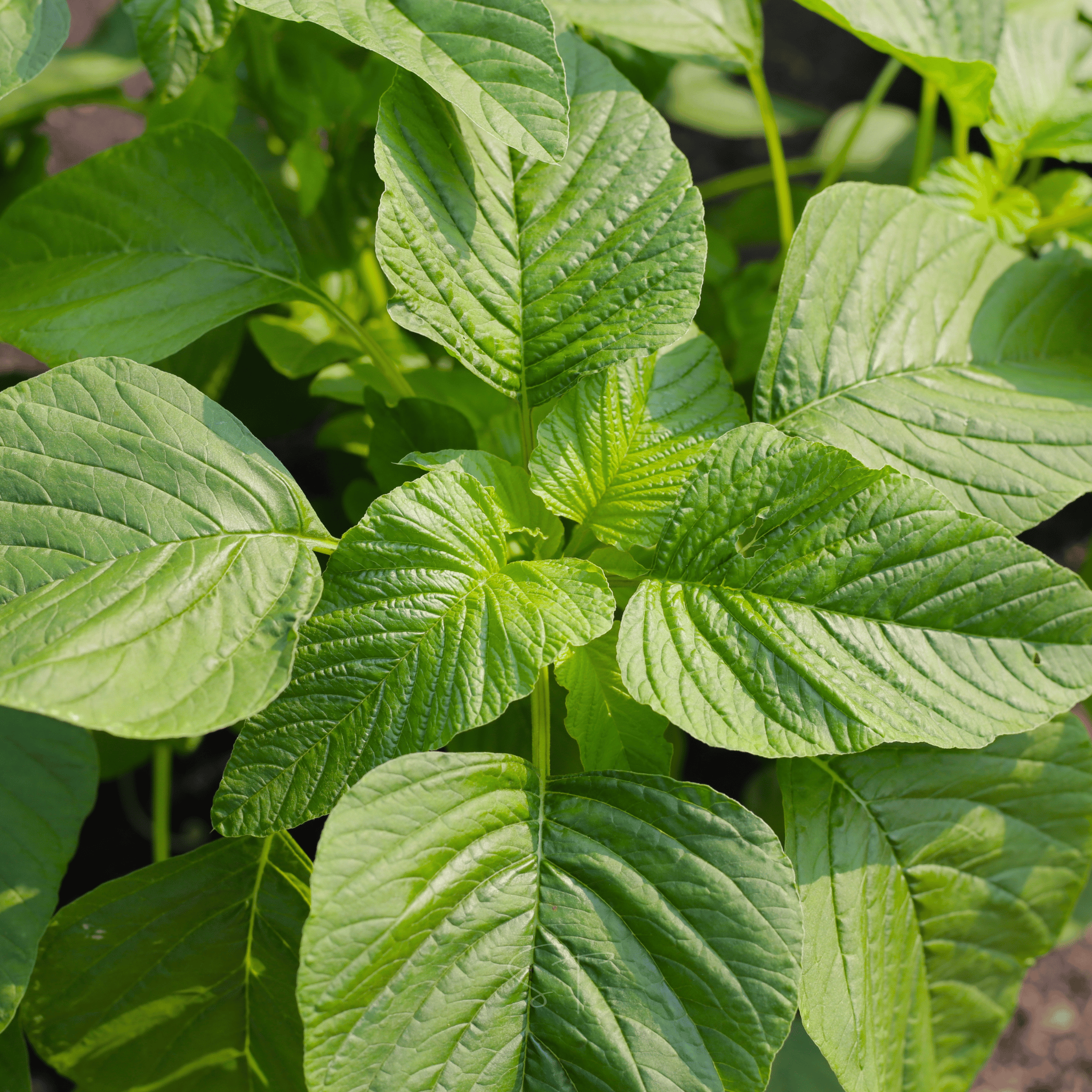 Green Callaloo Amaranth – 100 Seeds Southern Seeds