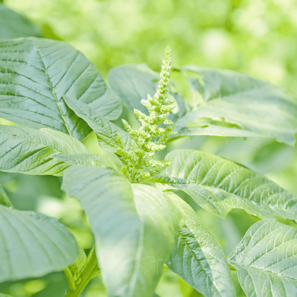 Green Callaloo Amaranth – 100 Seeds Southern Seeds