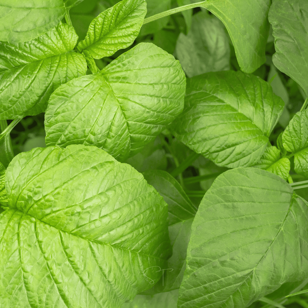 Green Callaloo Amaranth – 100 Seeds Southern Seeds