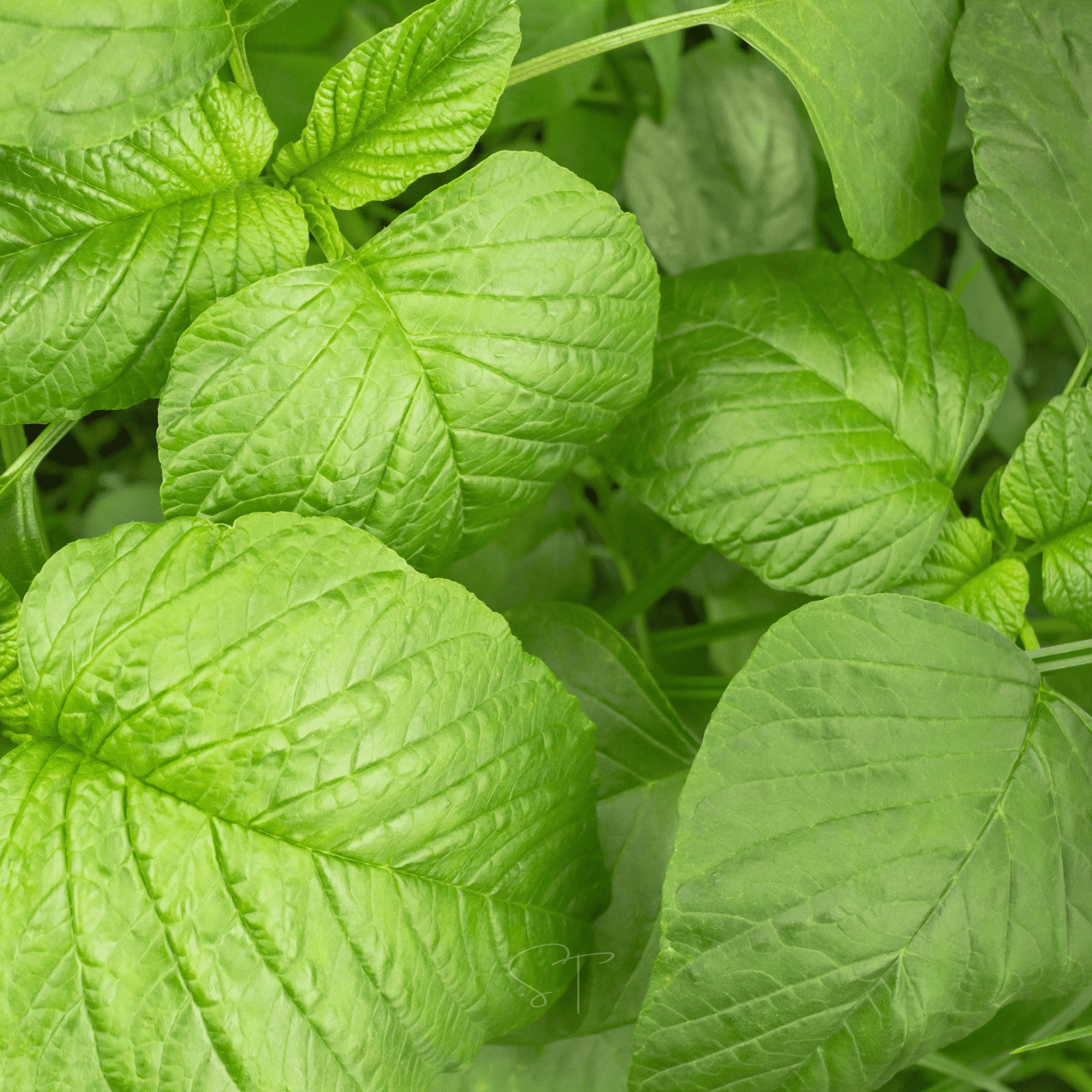 Green Callaloo Amaranth – 100 Seeds Southern Seeds