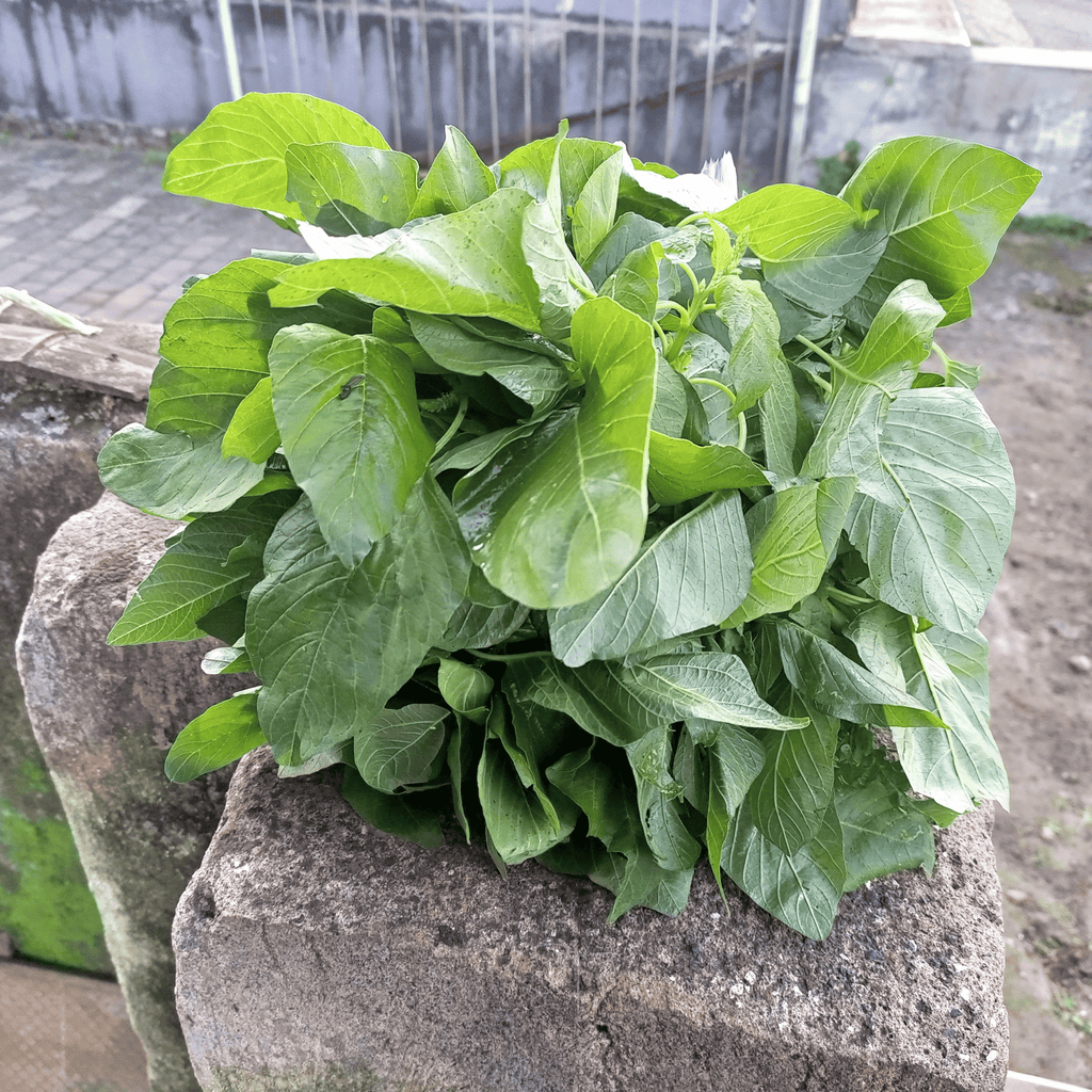 Green Callaloo Amaranth – 100 Seeds Southern Seeds