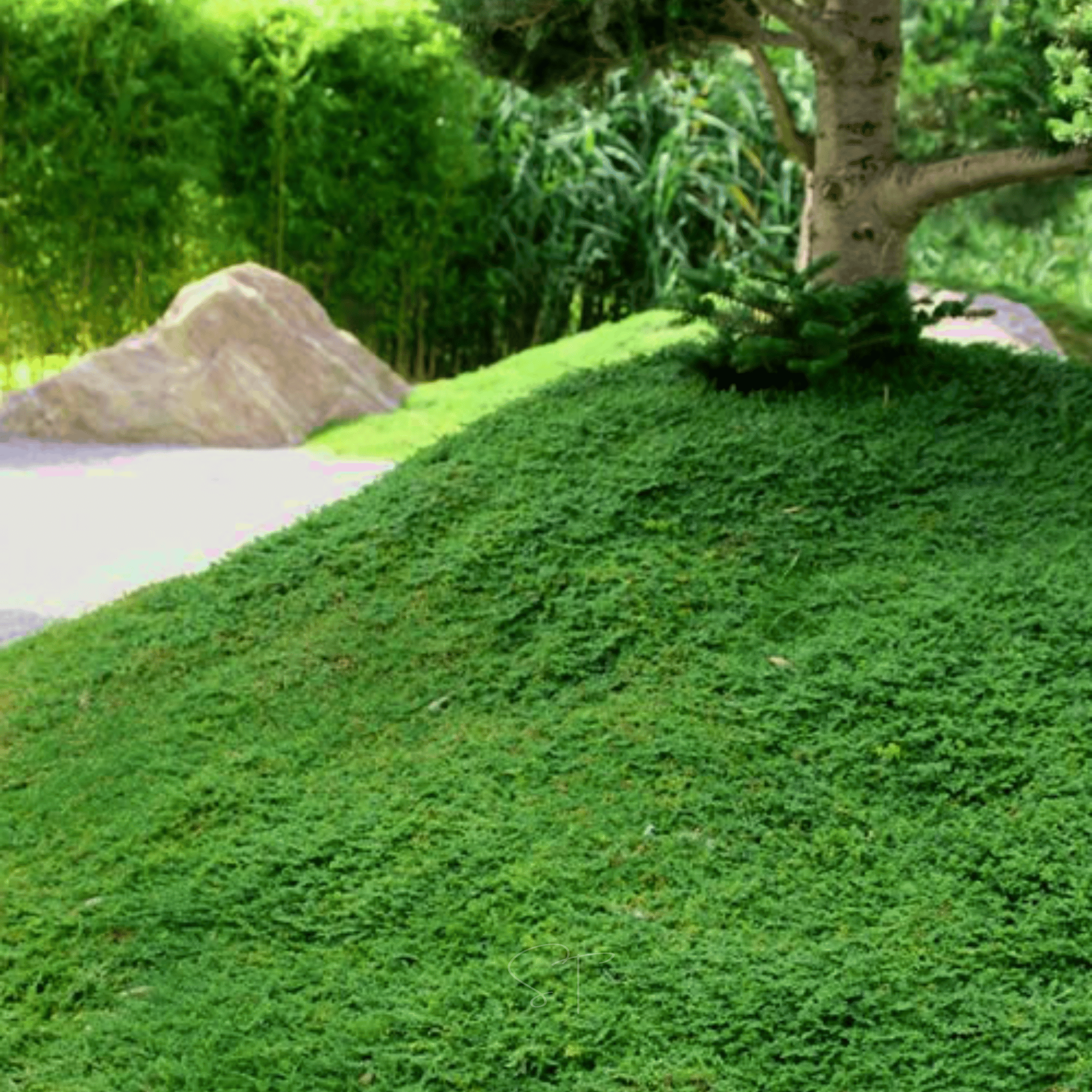 Green Carpet Rupturewort – 100 Seeds Southern Seeds