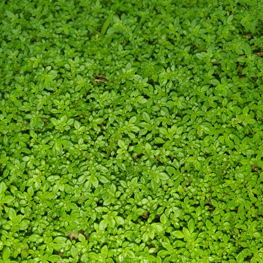 Green Carpet Rupturewort – 100 Seeds Southern Seeds
