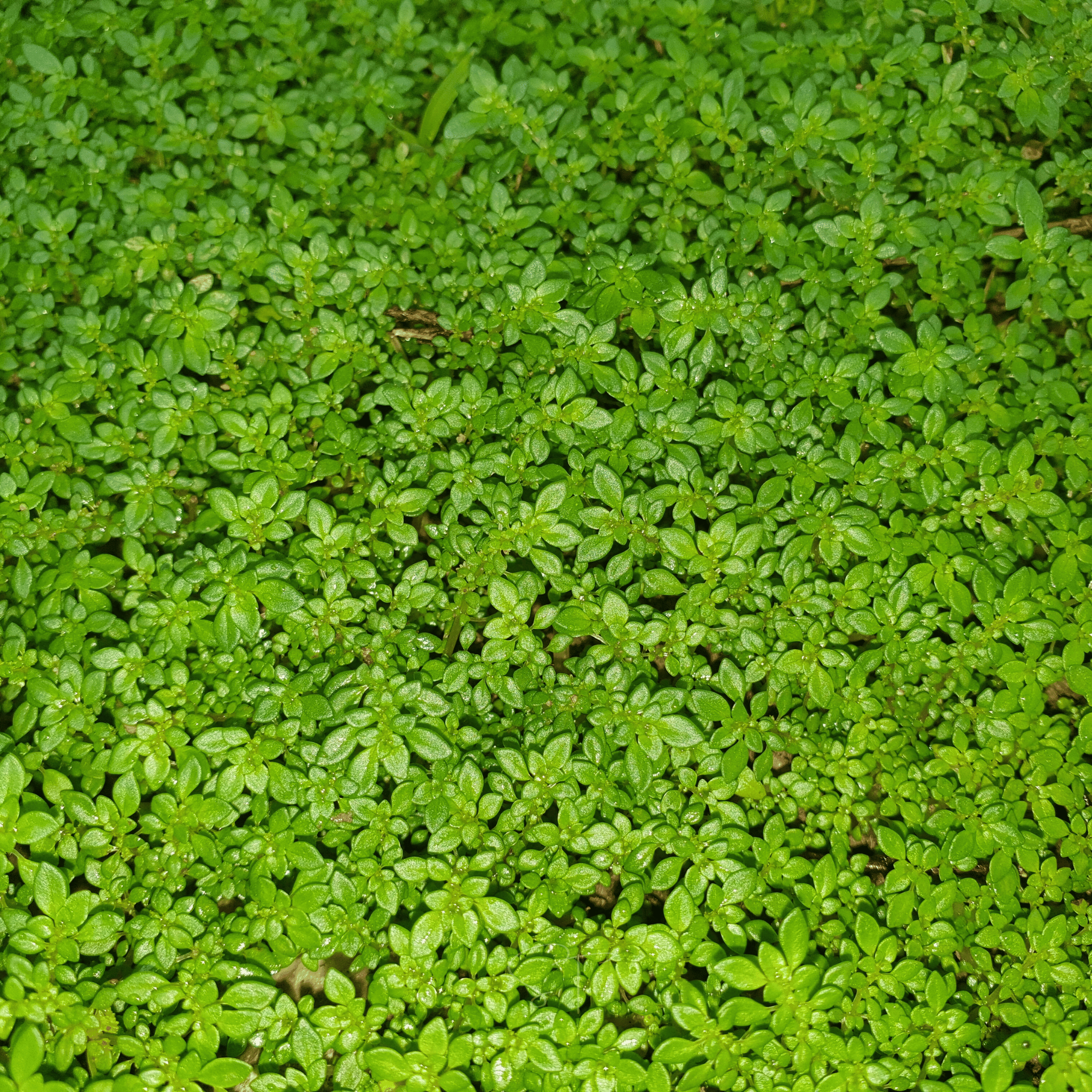 Green Carpet Rupturewort – 100 Seeds Southern Seeds