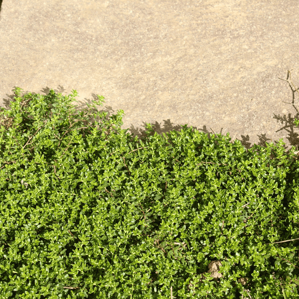 Green Carpet Rupturewort – 100 Seeds Southern Seeds