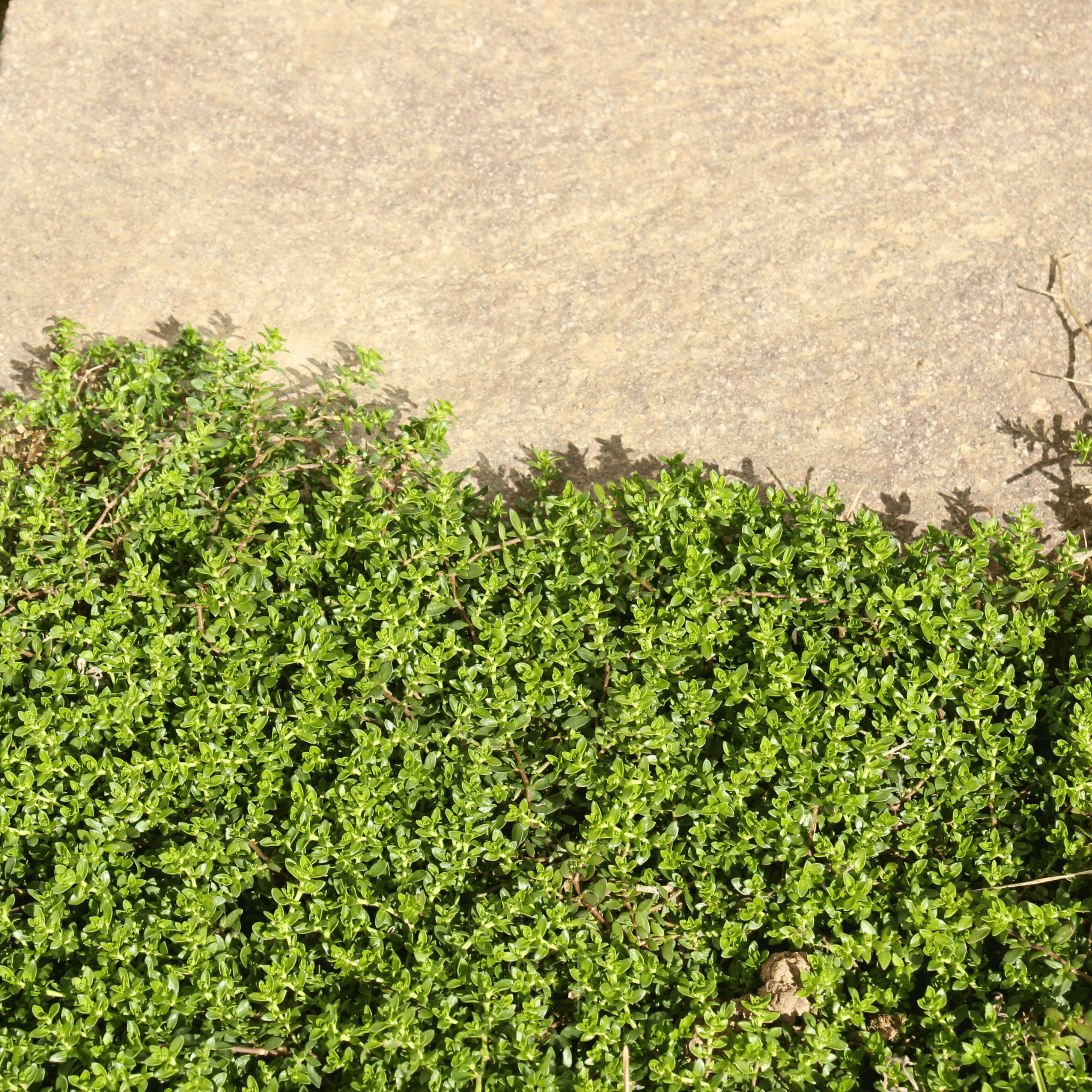 Green Carpet Rupturewort – 100 Seeds Southern Seeds
