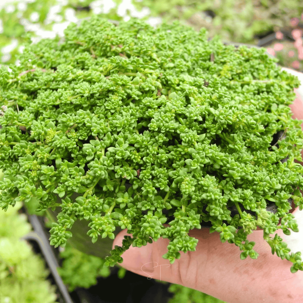 Green Carpet Rupturewort – 100 Seeds Southern Seeds
