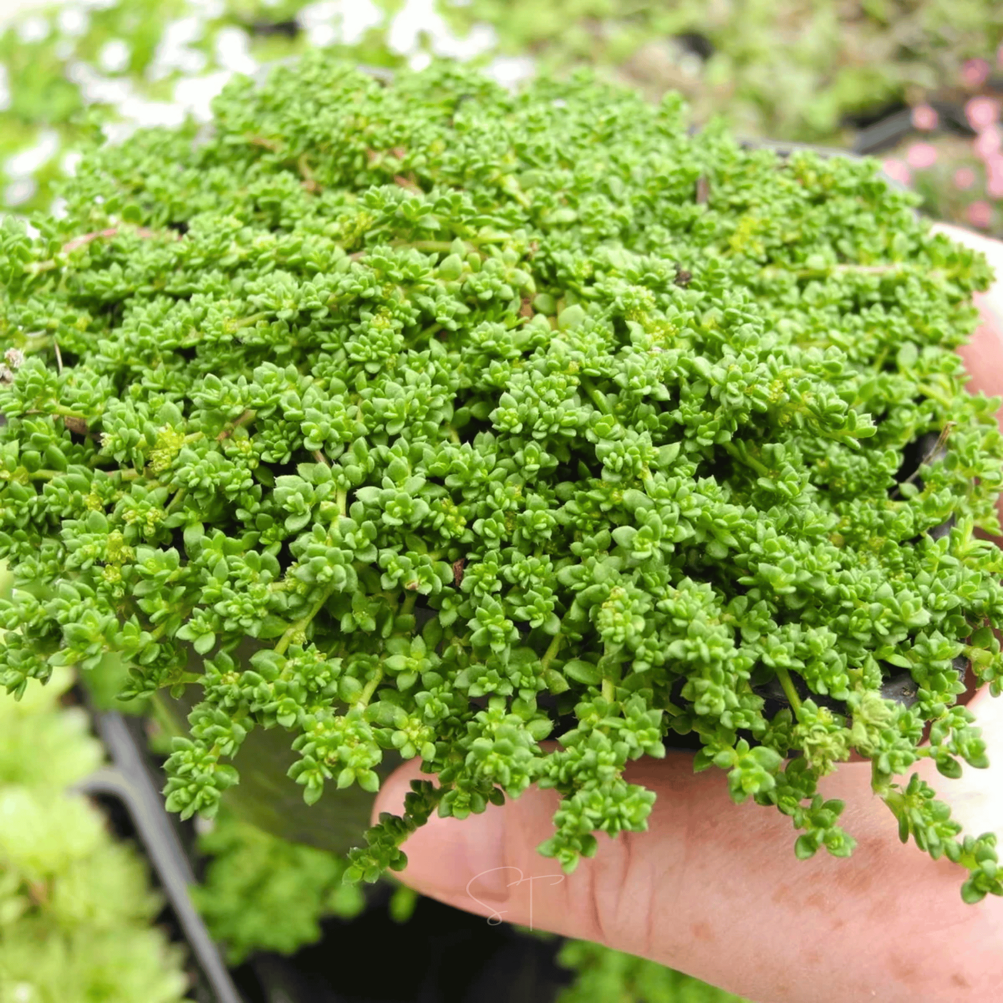 Green Carpet Rupturewort – 100 Seeds Southern Seeds