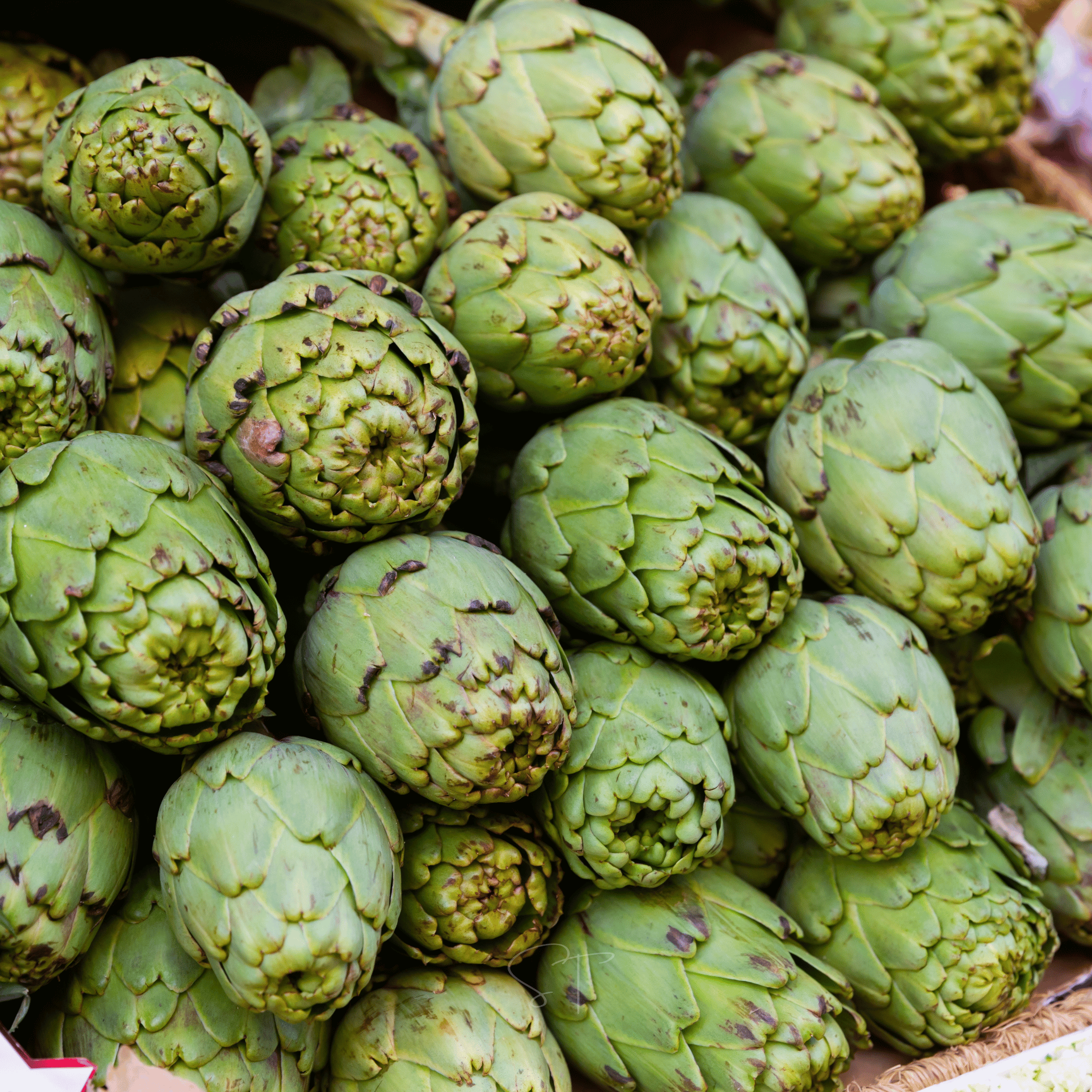 Green Globe Artichoke – 25 Seeds Southern Seeds