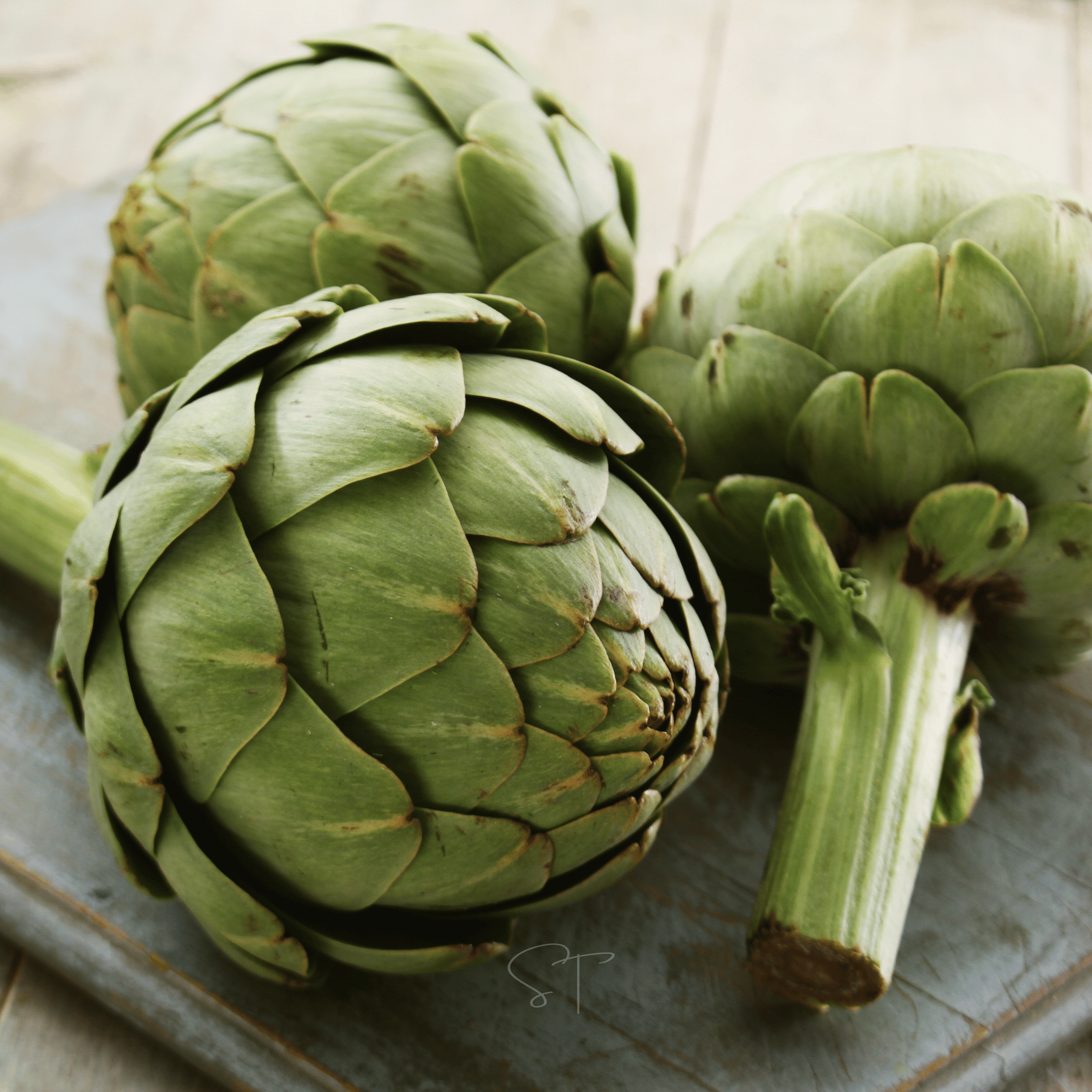Green Globe Artichoke – 25 Seeds Southern Seeds