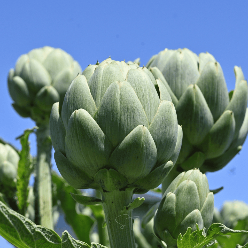 Green Globe Artichoke – 25 Seeds Southern Seeds