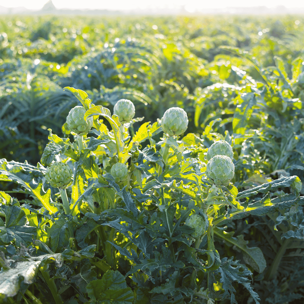 Green Globe Artichoke – 25 Seeds Southern Seeds