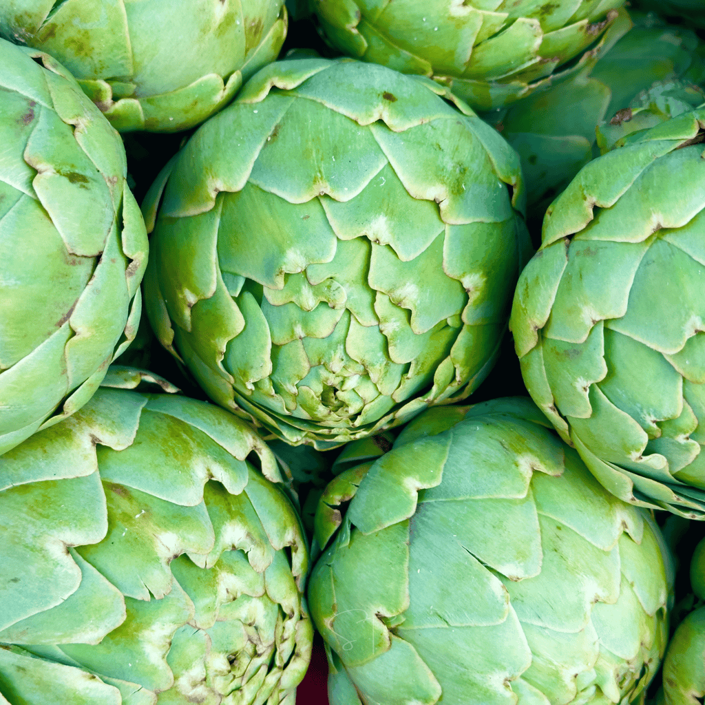 Green Globe Artichoke – 25 Seeds Southern Seeds