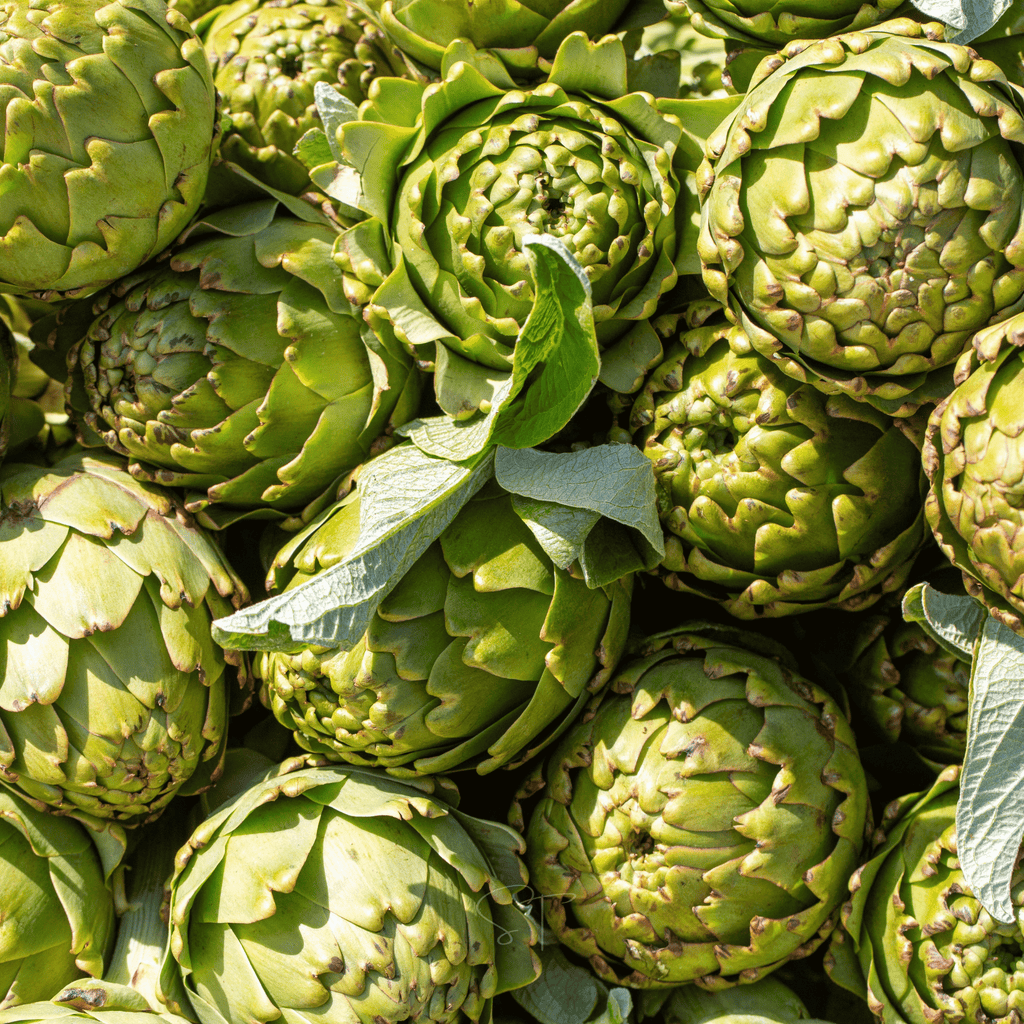 Green Globe Artichoke – 25 Seeds Southern Seeds