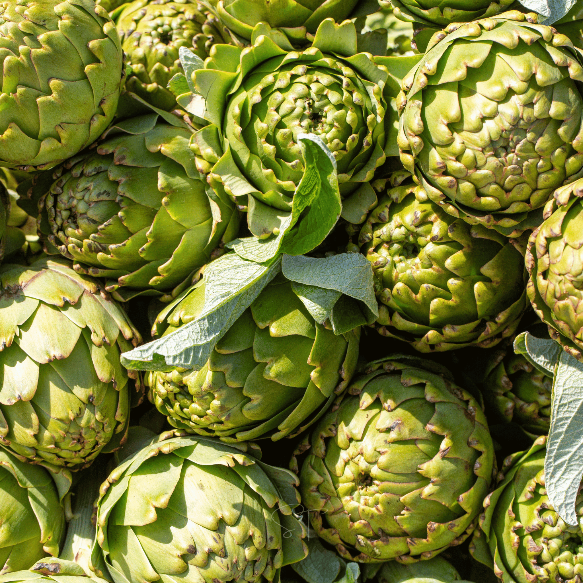 Green Globe Artichoke – 25 Seeds Southern Seeds