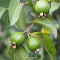 Guava – 25 Seeds Southern Seeds