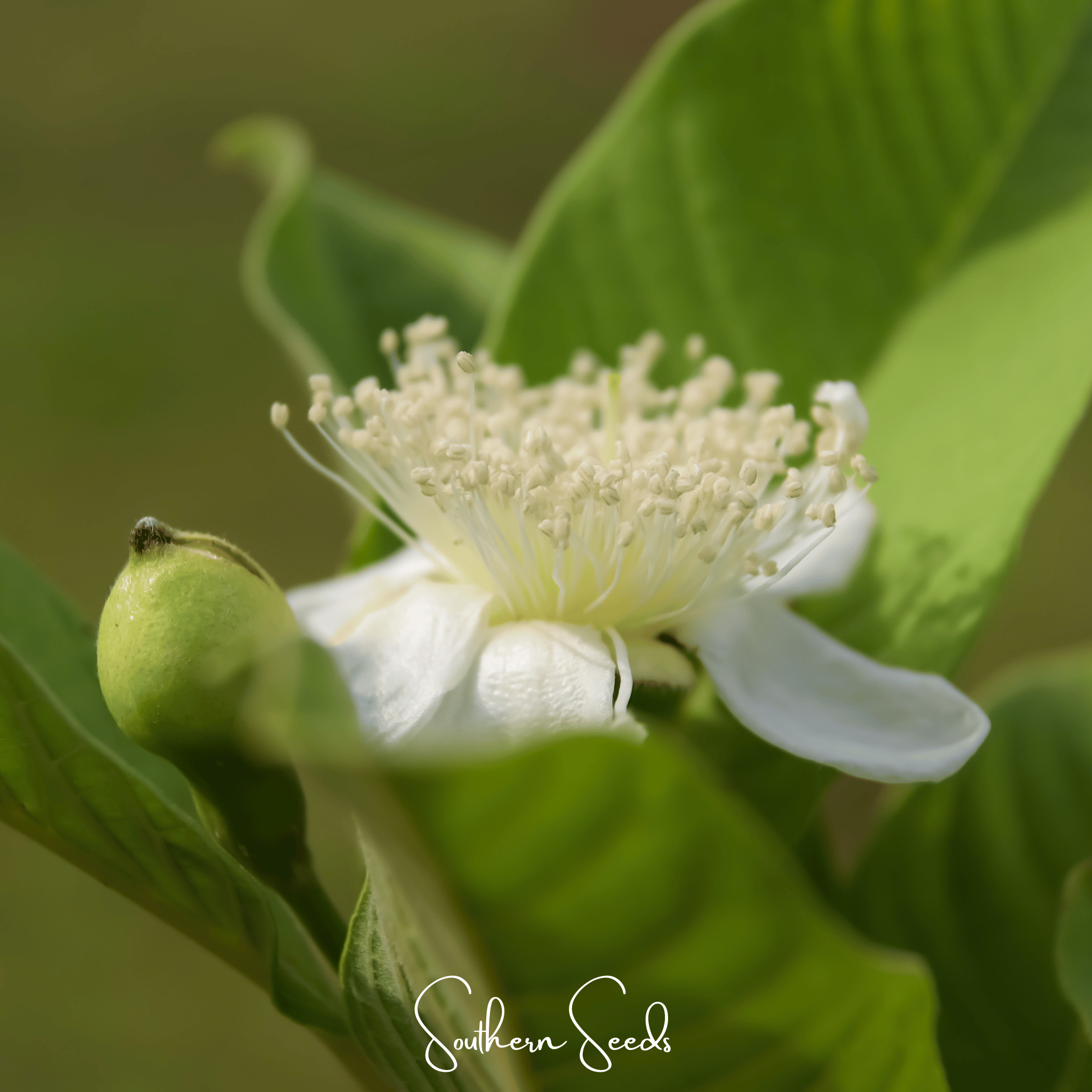 Guava – 25 Seeds Southern Seeds