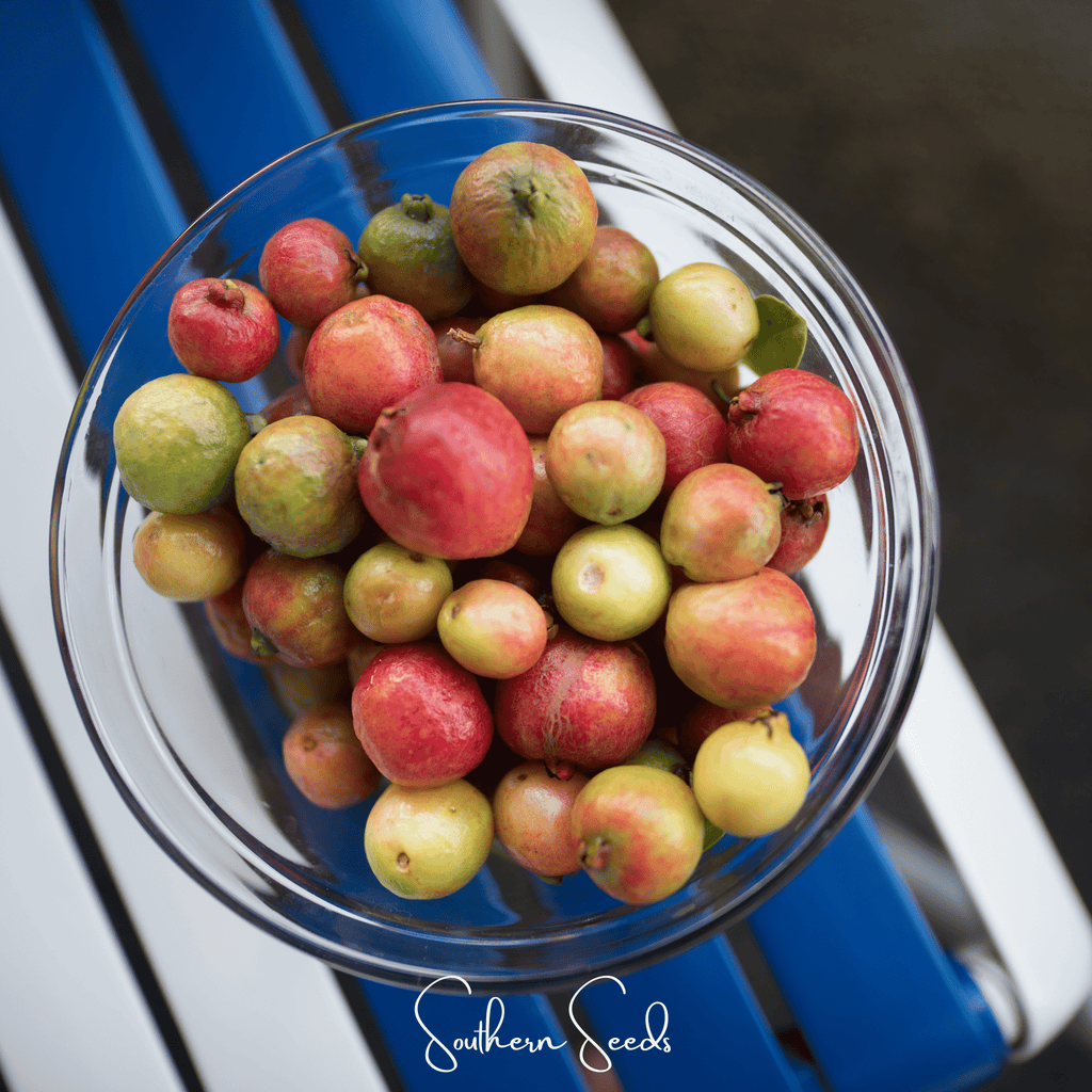 Guava – 25 Seeds Southern Seeds