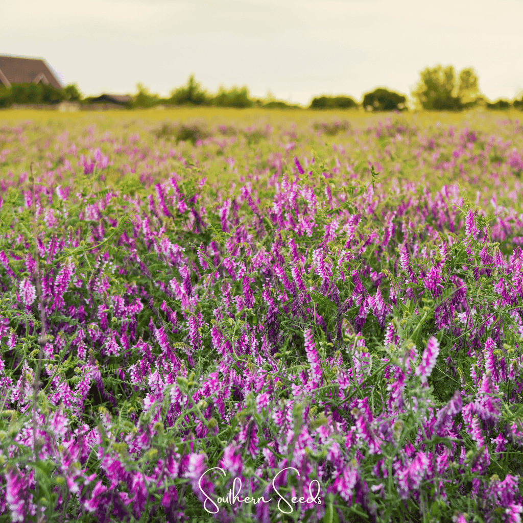 Hairy Vetch – 100 Seeds Southern Seeds