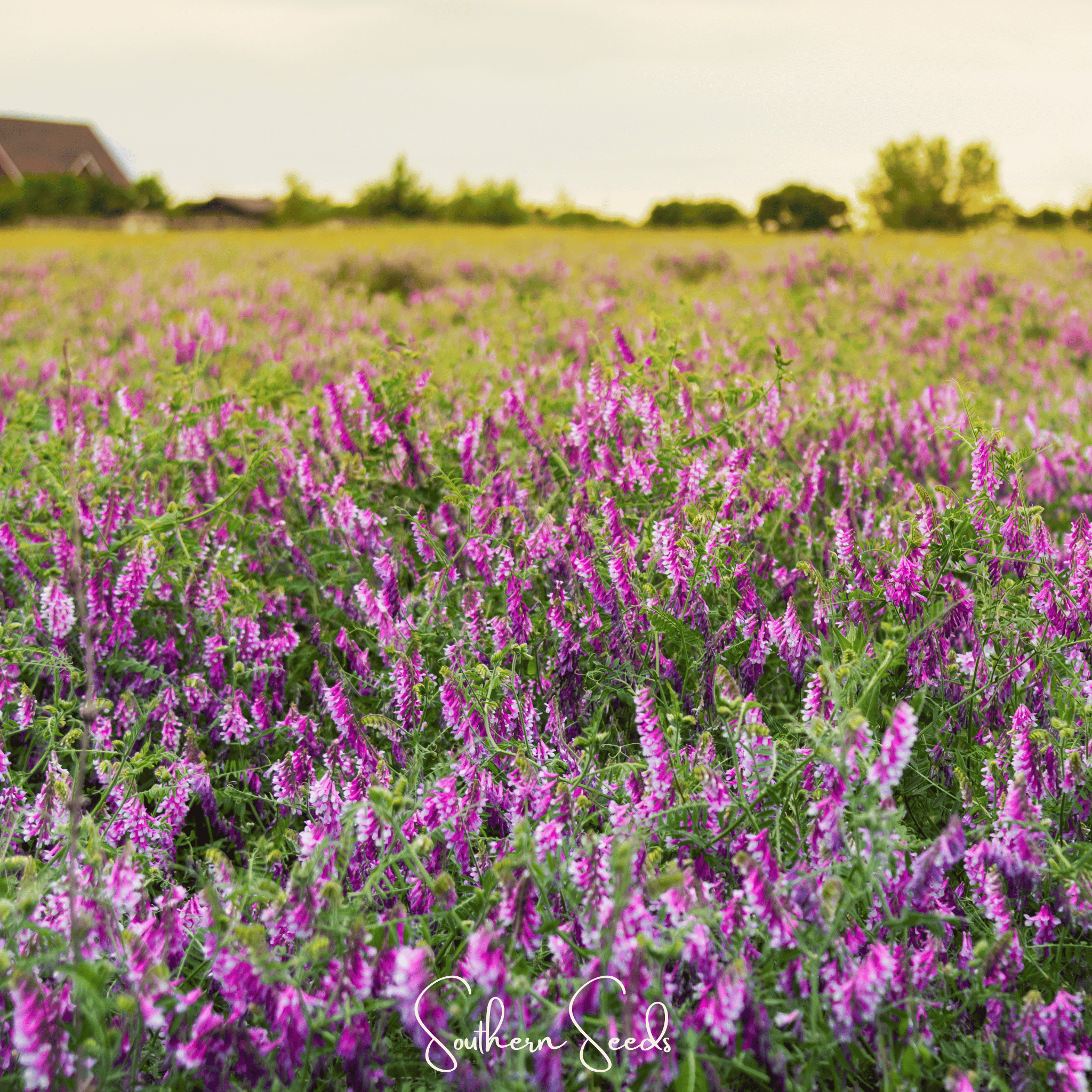 Hairy Vetch – 100 Seeds Southern Seeds