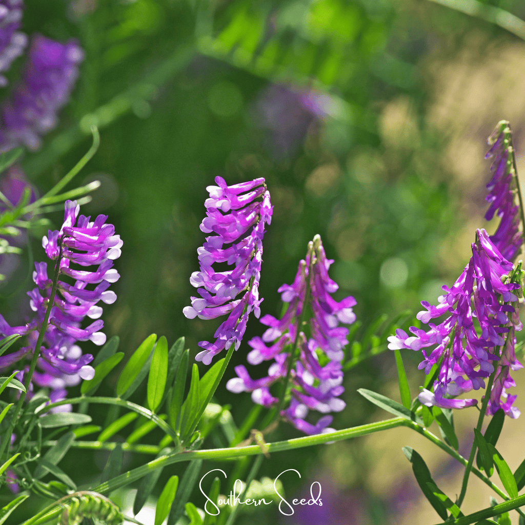 Hairy Vetch – 100 Seeds Southern Seeds