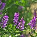 Hairy Vetch – 100 Seeds Southern Seeds