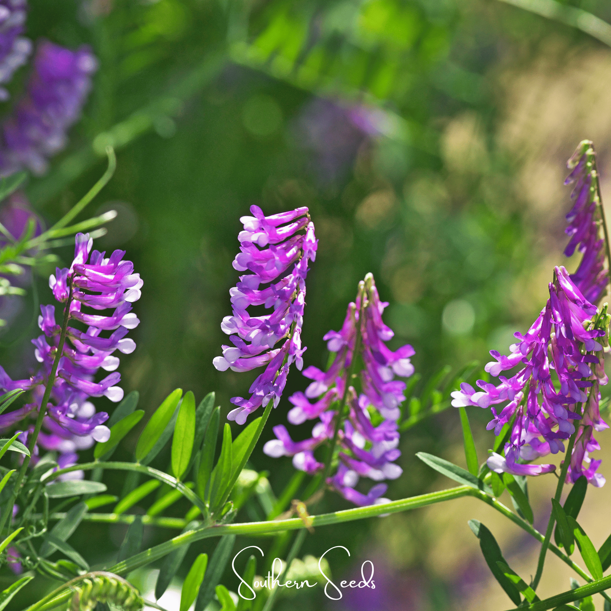 Hairy Vetch – 100 Seeds Southern Seeds