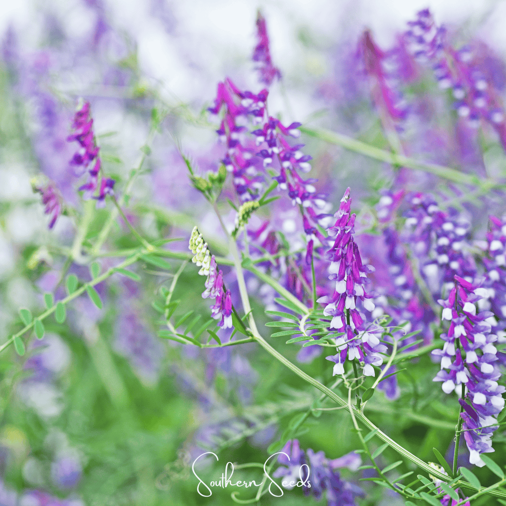 Hairy Vetch – 100 Seeds Southern Seeds