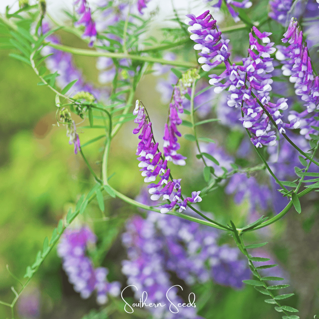 Hairy Vetch – 100 Seeds Southern Seeds