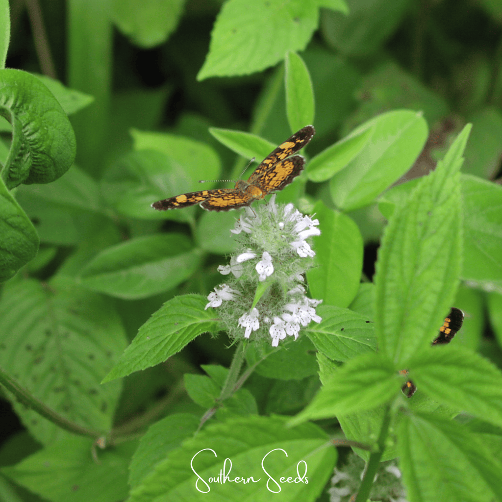 Hairy Wood Mint - Pagoda Plant – 100 Seeds Southern Seeds