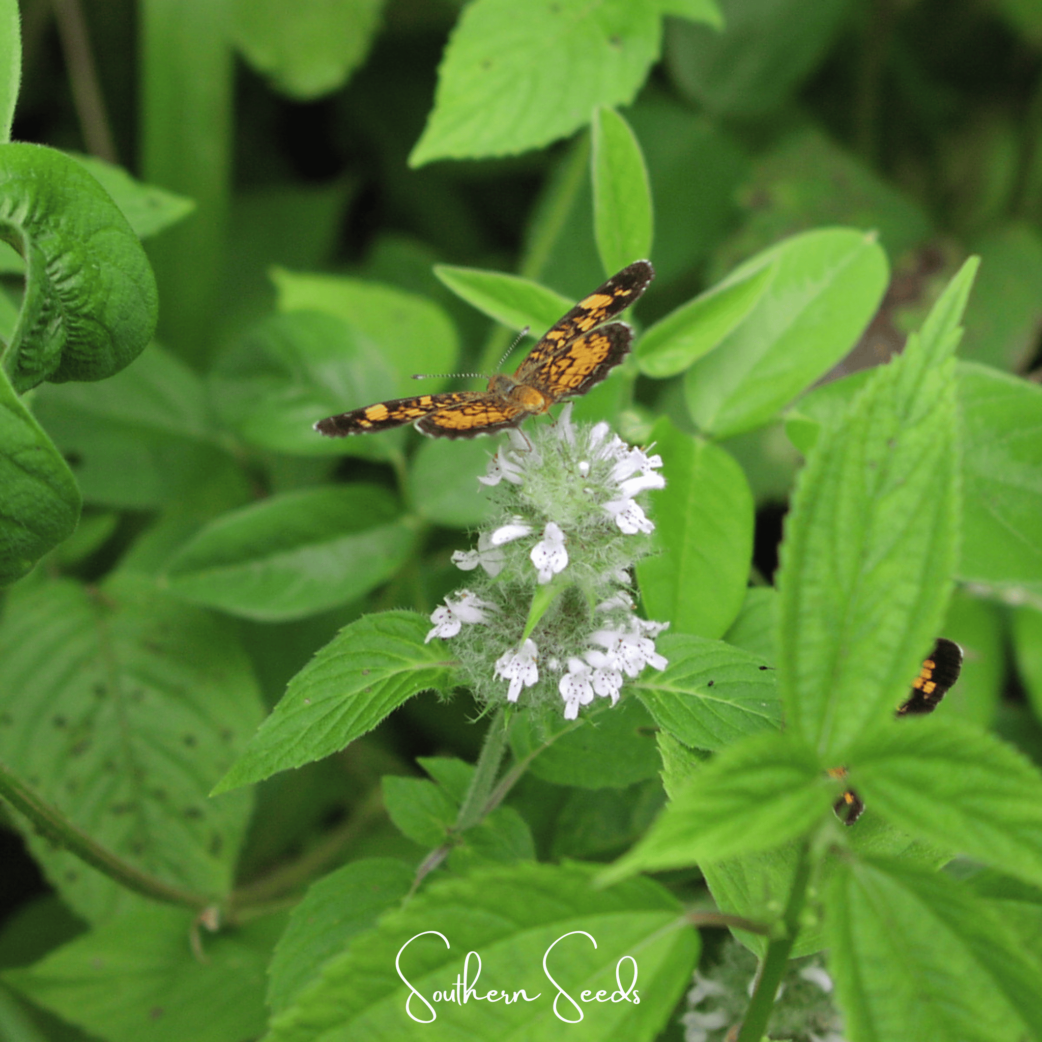 Hairy Wood Mint - Pagoda Plant – 100 Seeds Southern Seeds