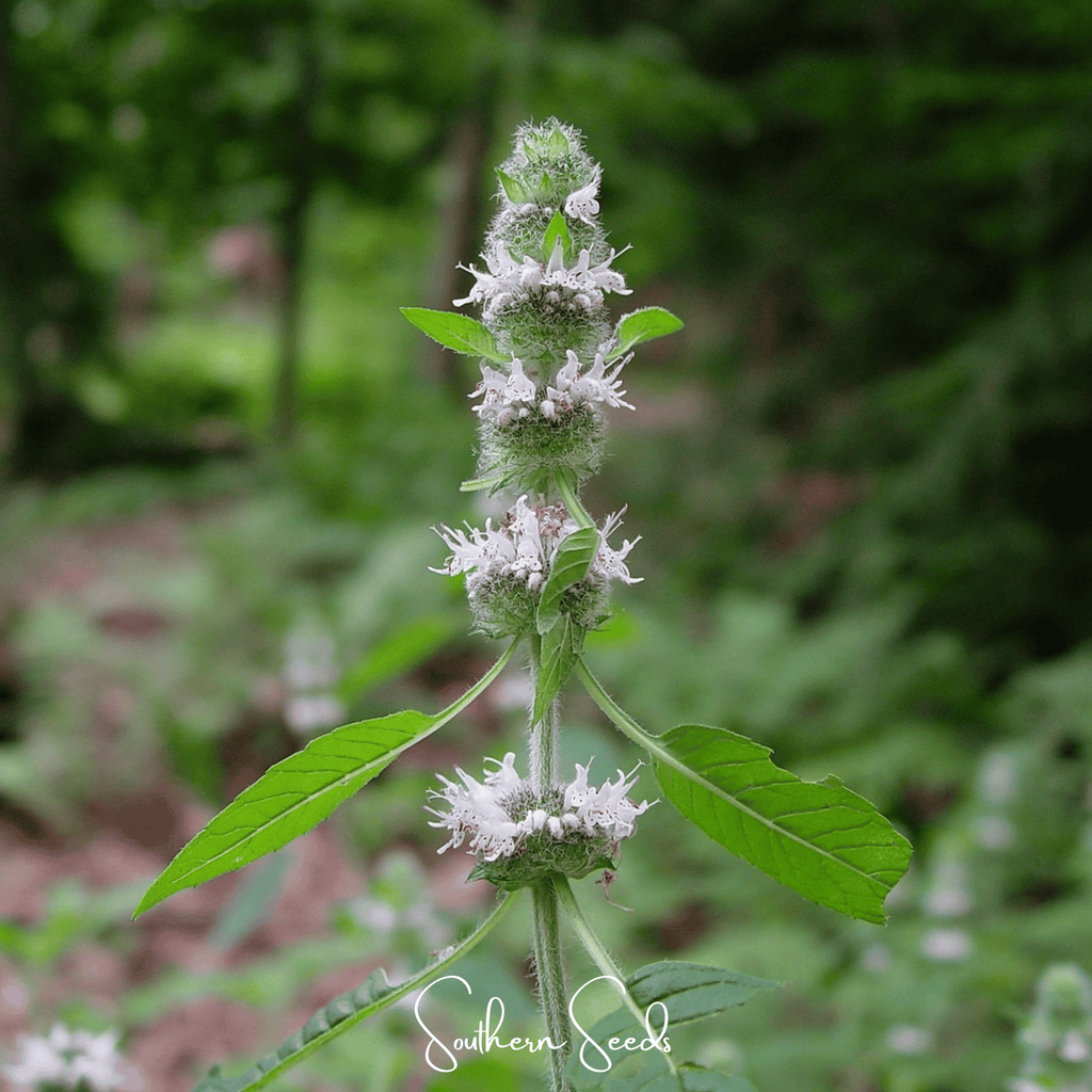 Hairy Wood Mint - Pagoda Plant – 100 Seeds Southern Seeds