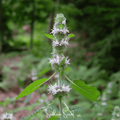 Hairy Wood Mint - Pagoda Plant – 100 Seeds Southern Seeds