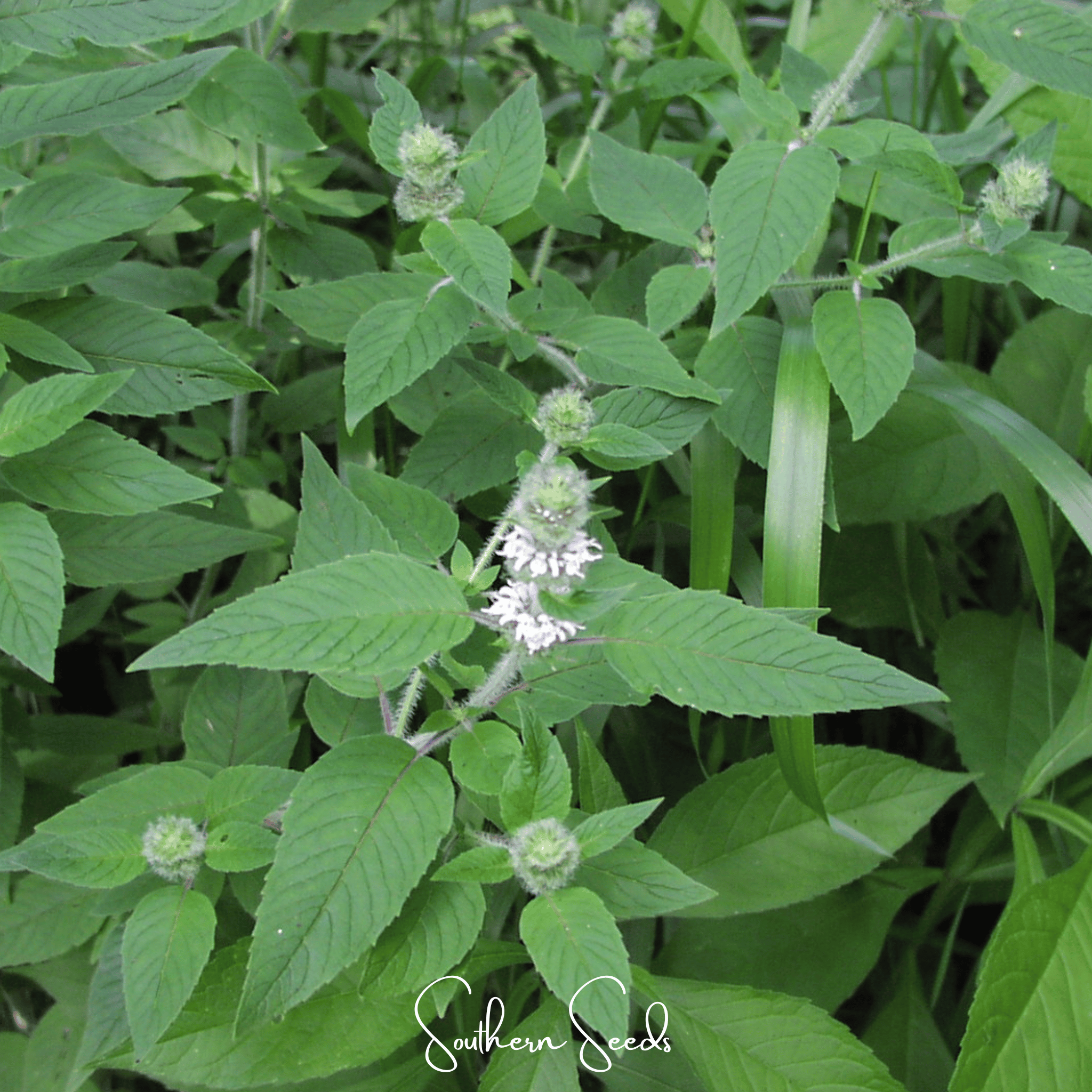 Hairy Wood Mint - Pagoda Plant – 100 Seeds Southern Seeds