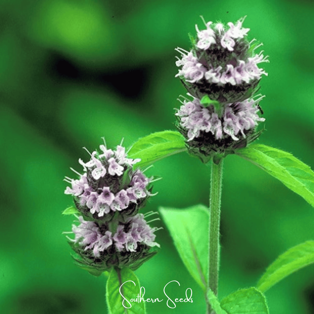 Hairy Wood Mint - Pagoda Plant – 100 Seeds Southern Seeds