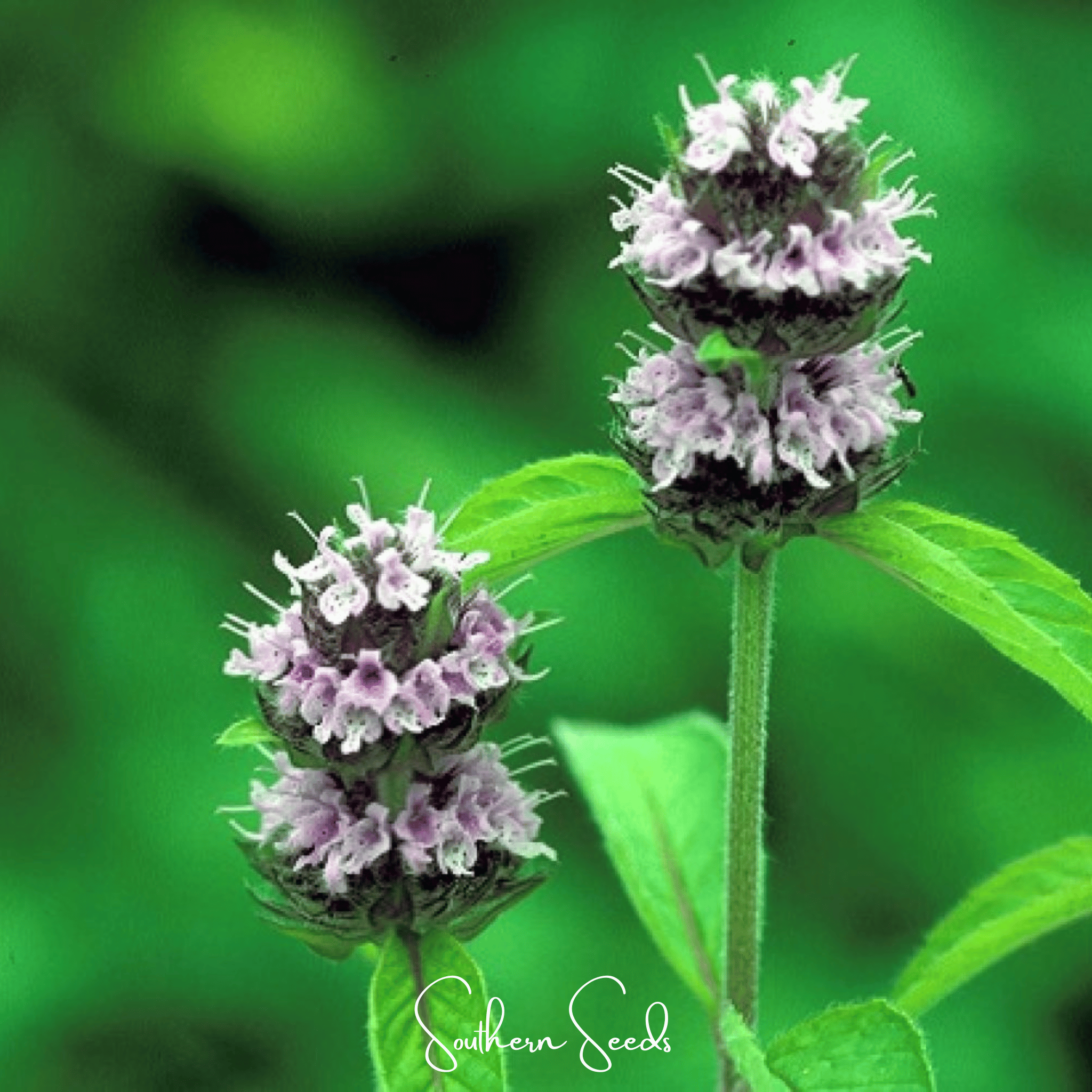 Hairy Wood Mint - Pagoda Plant – 100 Seeds Southern Seeds