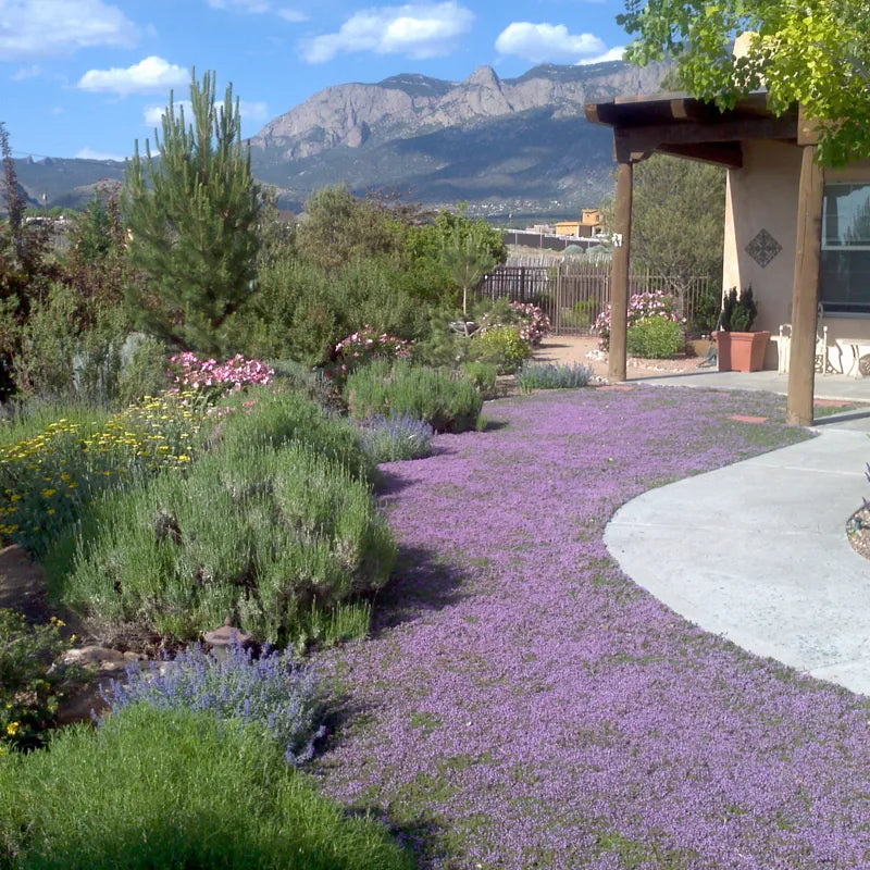 Thyme for a Change - Red Creeping Thyme Seed Earthwise Seed