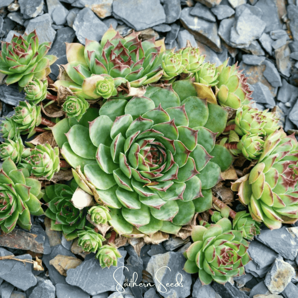 Hens & Chicks Cactus Mix – 30 Seeds Southern Seeds