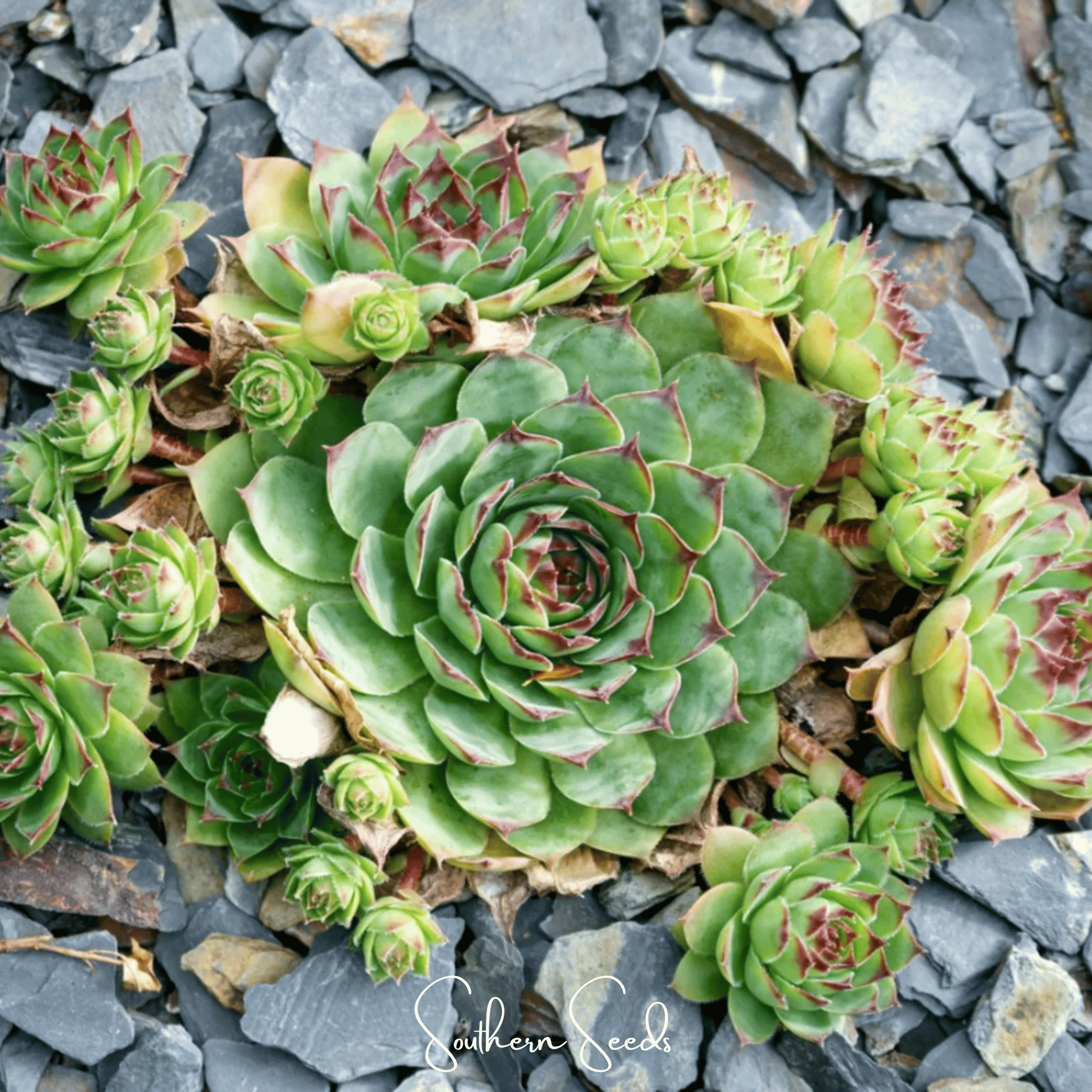 Hens & Chicks Cactus Mix – 30 Seeds Southern Seeds
